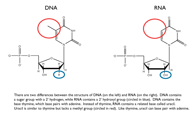 rna nucleotide structure