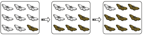 peppered moths evolution diagram