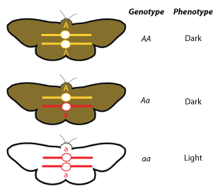 genotype phenotype