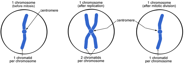 replicated chromosomes