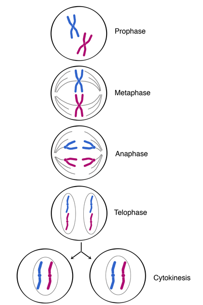 at the start of mitotic anaphase
