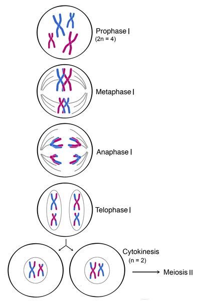 prophase 1 of meiosis diagram