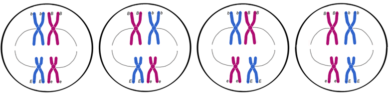 diploid cell with 2 pairs of chromosomes