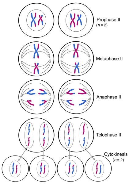 the four phases of mitosis