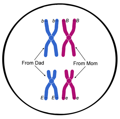 homologous pairs of chromosomes